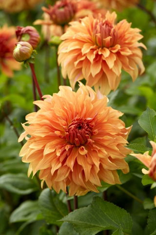 Dahlia - Hercules - Knölar