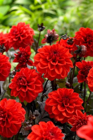 Dahlia - Ellen Huston - Tuber