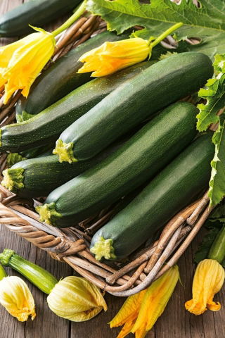 BIO Zucchini - Black Beauty - Hervorragend zum Grillen, Füllen, Backen oder für Rohkost - Samen