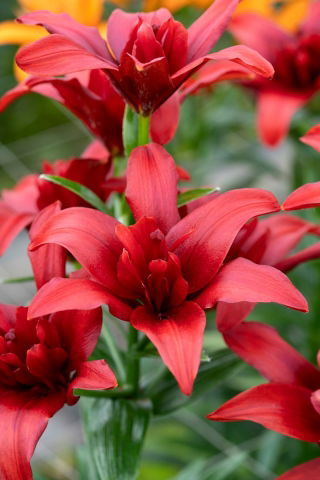 Gefüllte Asiatische Lilie - Bald Eagle - Lilium - Blumenzwiebel