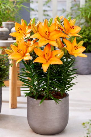 Giglio nano - Lava Joy - Lilium - Bulbi