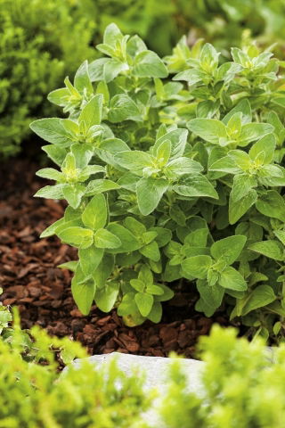 BIO Origano Comune - Origanum vulgare - Perfetto per pizze, sughi, stufati e marinate - Semi Freschi