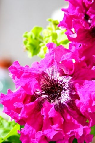 Pink Petunia seeds - Petunia x hybrida fimbriata - 80 seeds