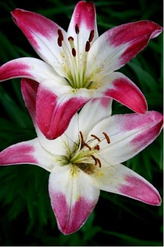 Lilyum, zambak pembe ve beyaz - ampul / yumru / kök - Lilium