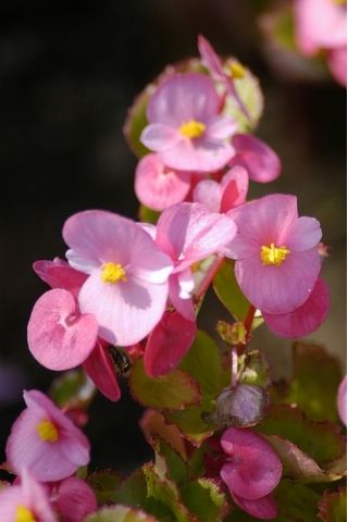 بذور بيجونيا الشمع الوردي - نباتات البغونية - 1200 بذور - Begonia semperflorens - ابذرة