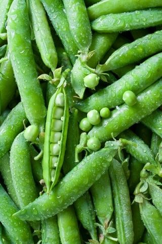 Wrinkled Pea Gloriosa seeds - Pisum sativum