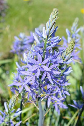 Stjärnhyacintsläktet - blå - paket med 2 stycken - Camassia