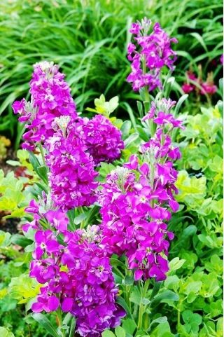 Garten-Levkoje Lolita Samen - Matthiola incana annua - 300 Samen