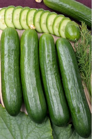 Gurke 'Olympus' - Freilandgurke 