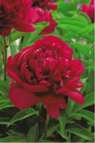 Paeonia, Peony Madame Gaaudichau