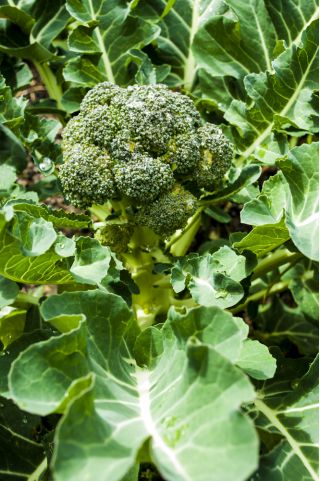 Broccoli - Wiarus - 300 semi - Brassica oleracea L. var. italica Plenck