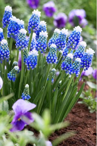 Muscari Mount Hood - Grape Hyacinth Mount Hood - 5 bulbs