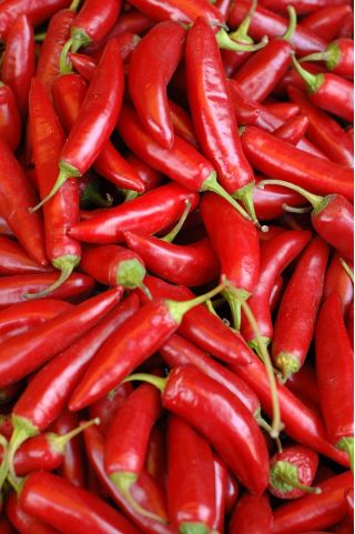Paprika – Cyclone - 90 zaden - Capsicum L.