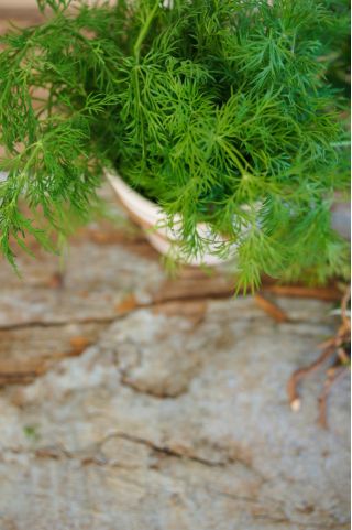 Home Garden - Dill "Compact" - for indoor and balcony cultivation - 2800 seeds