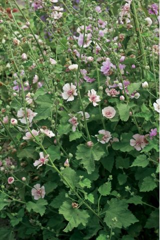 Alcea, Hollyhocks Parkfrieden - цибулина / клубень / корінь - Alcea 