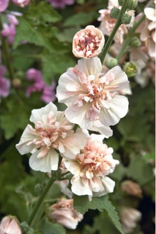 Alcea, Hollyhocks Parkfrieden - цибулина / клубень / корінь - Alcea 