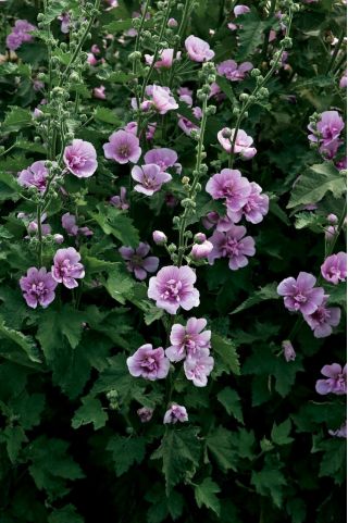 Alcea, Stockrose, Malve Parkrondell