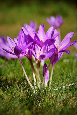 Colchicum - Violet Queen