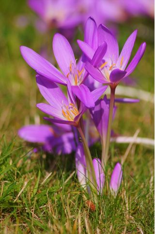 Colchicum - Violet Queen