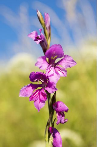 Gladiolus Byzantinus - 10 květinové cibule