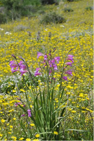 Gladiolus Byzantinus - 10 květinové cibule
