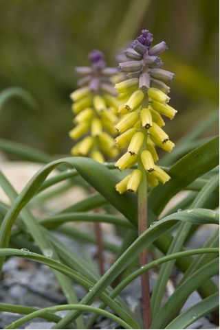 Muscari Golden Fragrance - Hroznová hyacint Zlatá vůně - 3 cibule