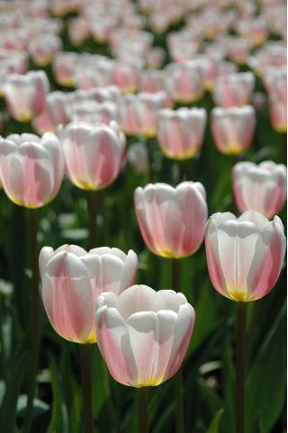 Tulipa Beau Monde - Tulip Beau Monde - 5 bulbs
