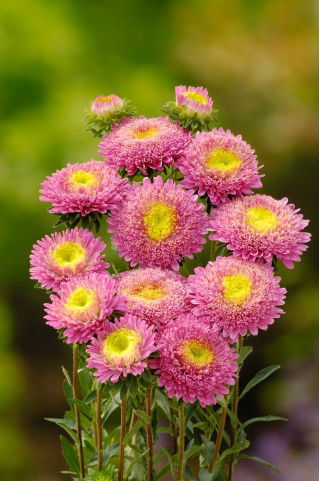 Princess aster "Sandra" - pink - 225 biji - Callistephus chinensis 