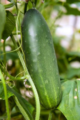 Cetriolo - Jazzer F1 - 10 semi - Cucumis sativus