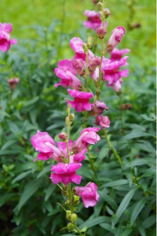 Boca de dragón - Atos - rosa - Antirrhinum majus nanum - semillas