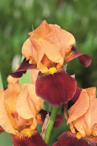 Bearded iris – white-crimson flowers - Cimmaron Strip; German bearded iris