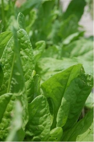 Oseille Commune - Rumex acetosa - Lyoński - 100 grammes - graines