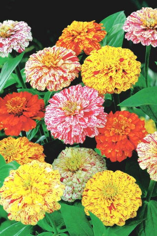 Dahlia-flowered zinnia "Peppermint Stick" - mix van verschillende soorten bloemen - 120 zaden - Zinnia elegans dahliaeflora
