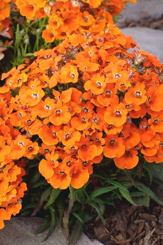 Nemesia Orange Prince seeds - Nemesia strumosa - 1000 seeds