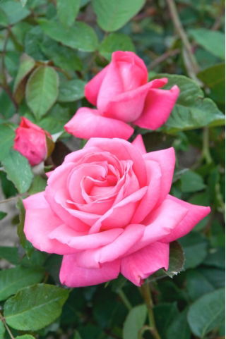 Rosa de flores grandes - rosa claro - plántulas en maceta - 