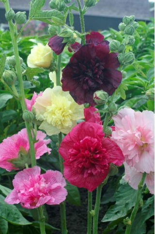 Malva real - Majorette - mix - Althaea rosea - semillas