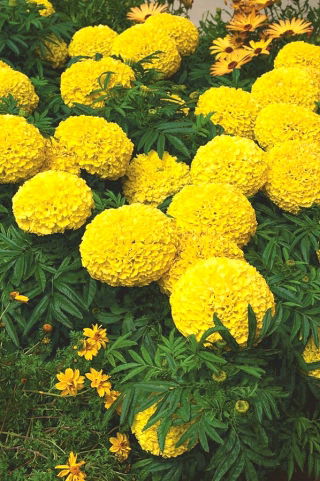 Großblumige Studentenblume "Mona"