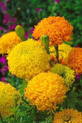 Mexican marigold "Fantastic" - variety mix; Aztec marigold - 108 seeds