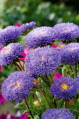 Pom-pom bunga aster "Bolero" - biru muda - 225 biji - Callistephus chinensis  - benih