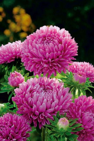 Dwarf aster "Hordelin" - pale pink - 450 seeds