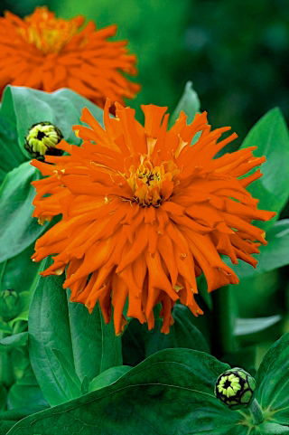Chrysanthemum-flowered zinnia "Red Man" - red - 108 seeds