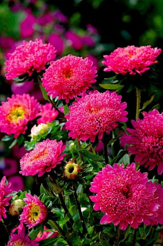 Duchess aster "Shine" - tall-growing, raspberry-pink variety