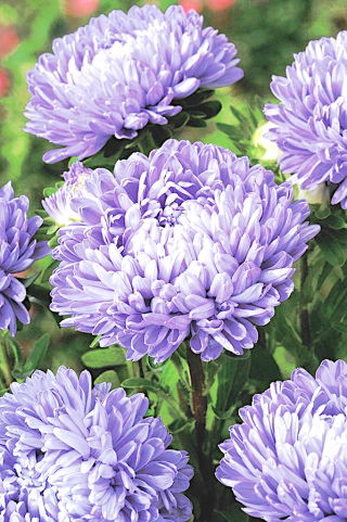 Pfingstrosen-Aster Mirage - hoch, blau mit einem hellvioletten Farbton - 