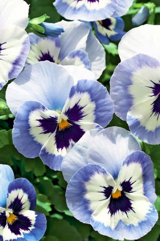 Büyük çiçekli bahçe homo - beyaz ve lacivert nokta "Adonis" ile mavi - 320 tohum - Viola x wittrockiana  - tohumlar