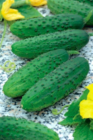 Dưa chuột "Szeryf F1" - cánh đồng, giống dưa chua rất sớm và năng suất cao - 175 hạt - Cucumis sativus