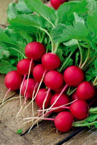 Radish "Krasa" - round, carmine-red roots - 850 seeds