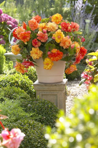 Begonie "Goldener Balkon" - Blüten in warmen Farben - 2 szt - 