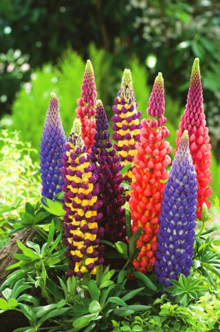 Lupinus Mix - cibule / hlíza / kořen