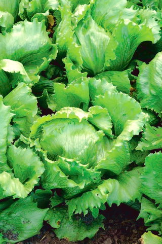 салат-латук - Kwiryna -  Lactuca sativa - Kwiryna - семена
