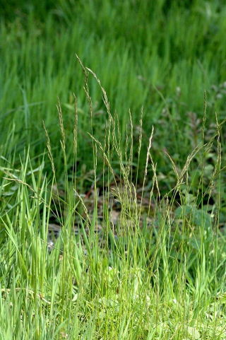 Stoloniferous (spreading) red fescue Maxima - 5 kg